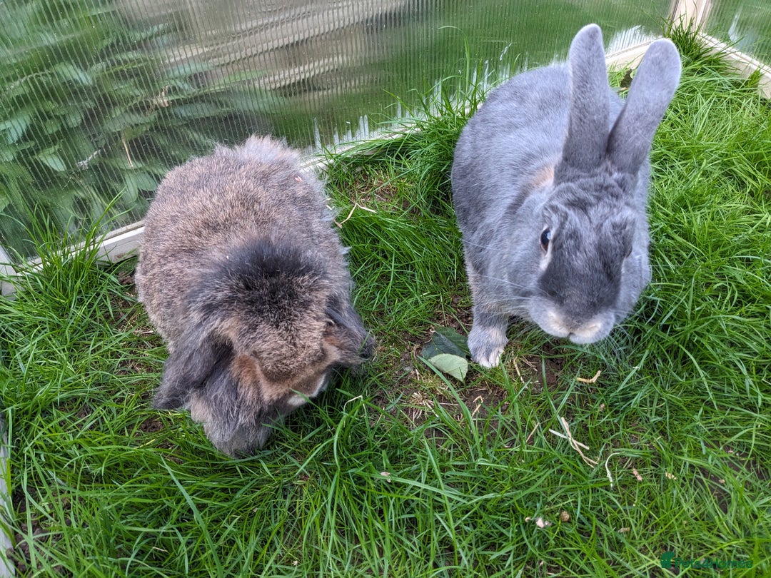Guinea Pig rodents for sale: Guinea pigs and rabbits  - Image 4