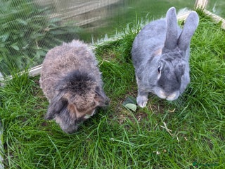 Guinea Pig rodents for sale: Guinea pigs and rabbits - Advert 1