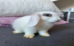 Mini Lop rabbits for sale: Holland lops  - Image 6