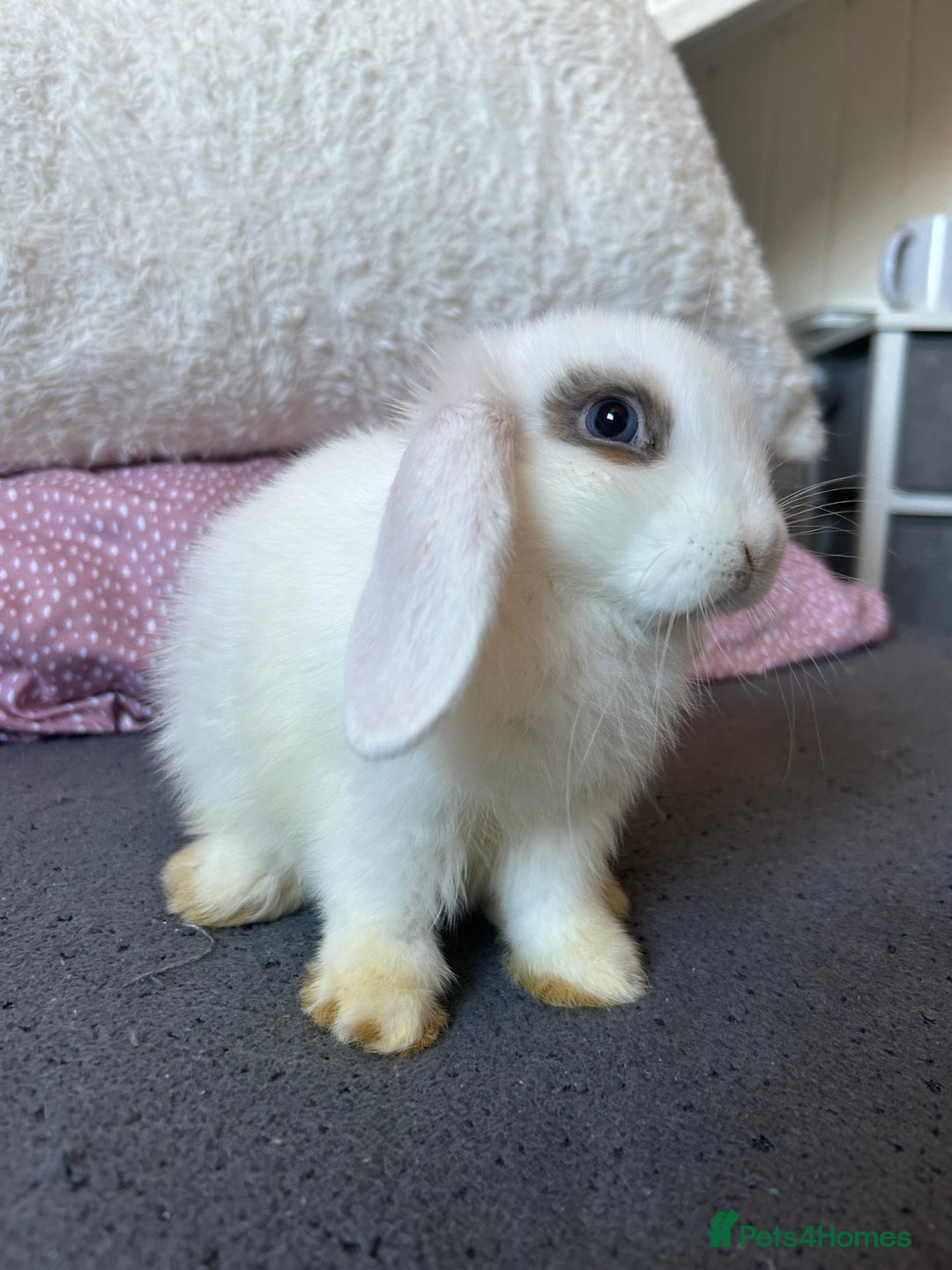 Mini Lop rabbits for sale: Holland lops  - Image 6