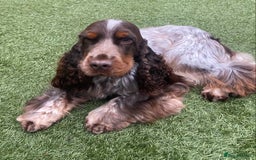 Cocker Spaniel dogs for stud: Chocolate & Tan Roan Show-Type Available at Stud - Image 2