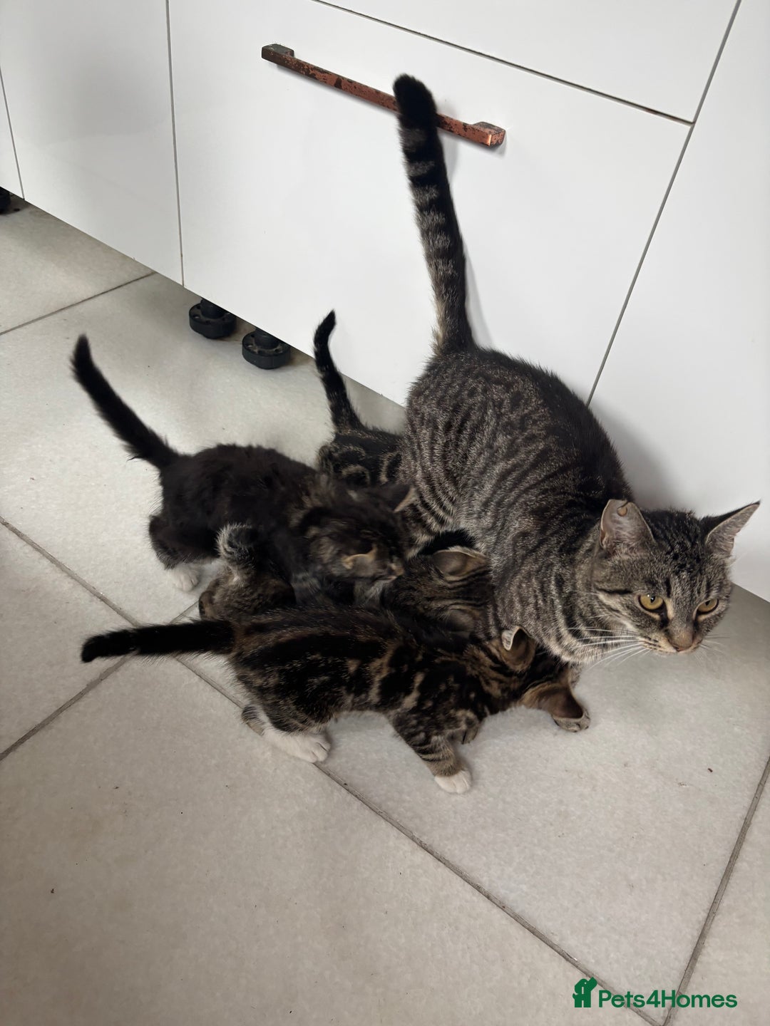 Maine Coon cats for sale: 5 amazing kittens  - Image 7