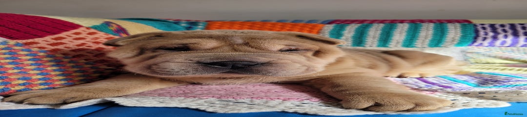 Ace