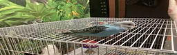 Budgerigars birds for sale: Hand-Tamed Budgerigar for sale in Oldham - Advert 14