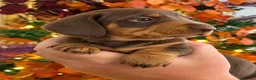 Miniature Dachshund dogs for sale: 🐾 Beautiful KC mini dachshund pups ready 9/11 🐾 - Advert 8