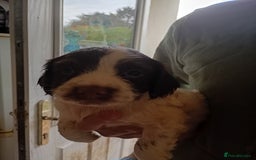 English Springer Spaniel dogs for sale: 6 beautiful springer pups - Image 4