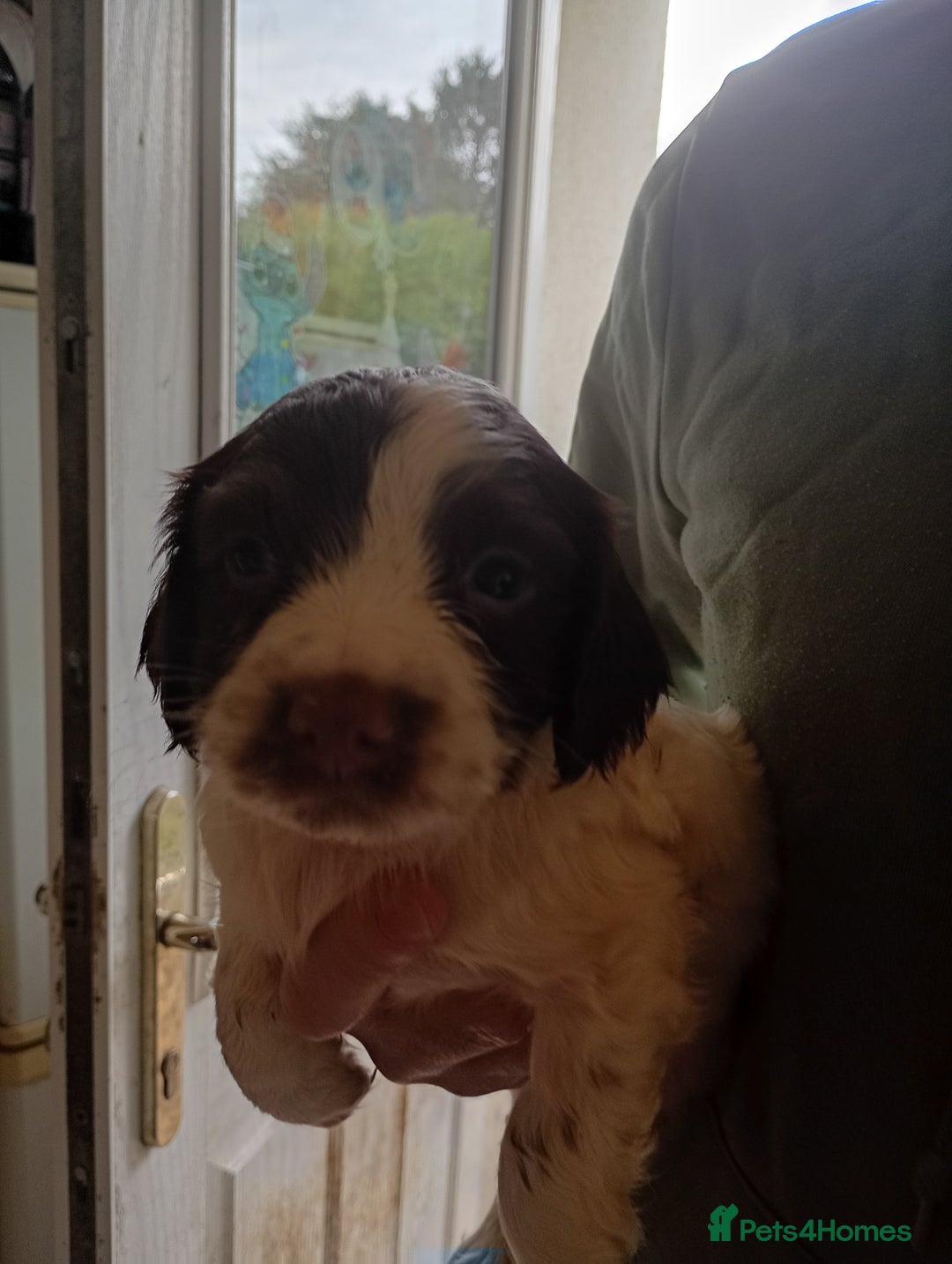 English Springer Spaniel dogs for sale: 6 beautiful springer pups - Image 4