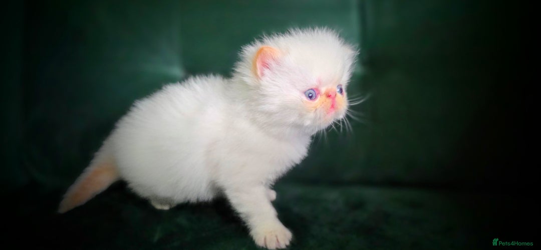 Persian cats for sale: Beautiful and Rare Purebred Persian Kittens - Image 23
