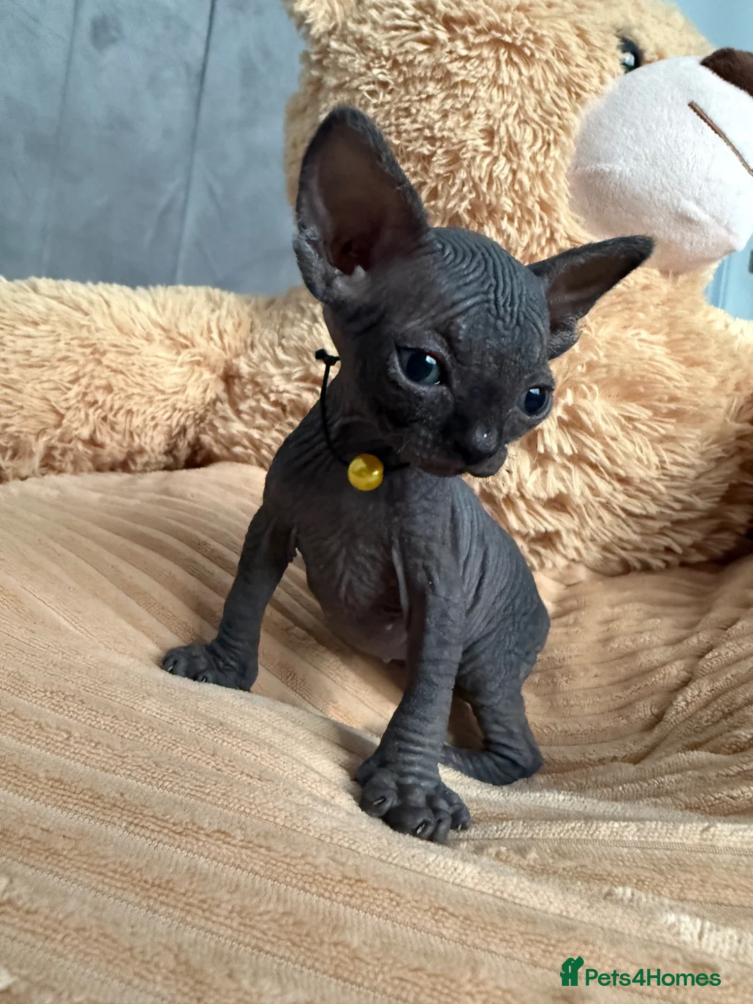 Sphynx cats for sale: Amazing babies for reservation!🌺🫶 in King's Lynn - Advert 1