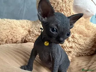 Sphynx cats Amazing babies for reservation!🌺🫶 - Advert 1