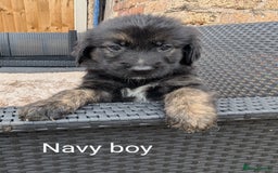 Mixed Breed dogs for sale: Golden Shepherd Puppies  - Image 25