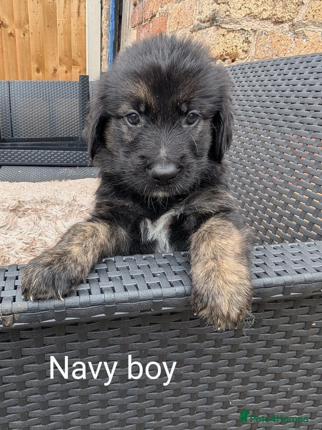 Mixed Breed dogs for sale: Golden Shepherd Puppies  - Image 25