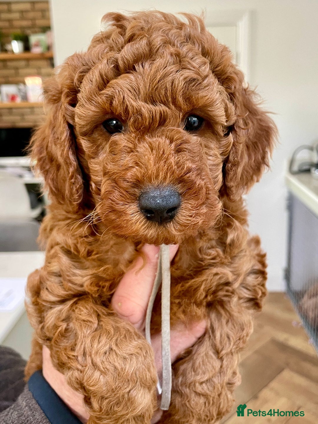 Miniature Poodle dogs for sale: KC HEALTH TEST PUPS - POLICE K9 TRAINER 5* BREEDER - Advert 1