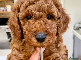 Miniature Poodle dogs KC HEALTH TEST PUPS - POLICE K9 TRAINER 5* BREEDER - Advert 17