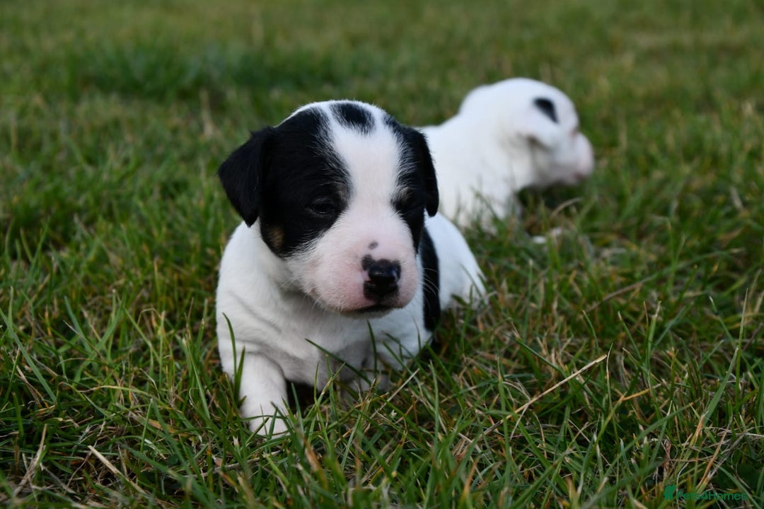 Jack Russell dogs for sale: Jack Russell puppies for sale  - Image 14