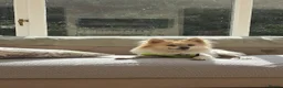Mixed Breed dogs for adoption: Meet Ronnie, currently residing in Macclesfield  in Macclesfield - Advert 2