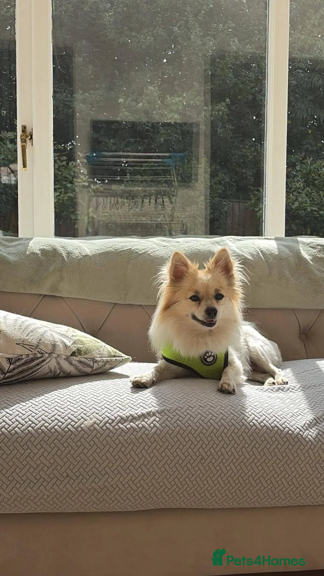 Mixed Breed dogs for adoption: Meet Ronnie, currently residing in Macclesfield  in Macclesfield - Advert 2
