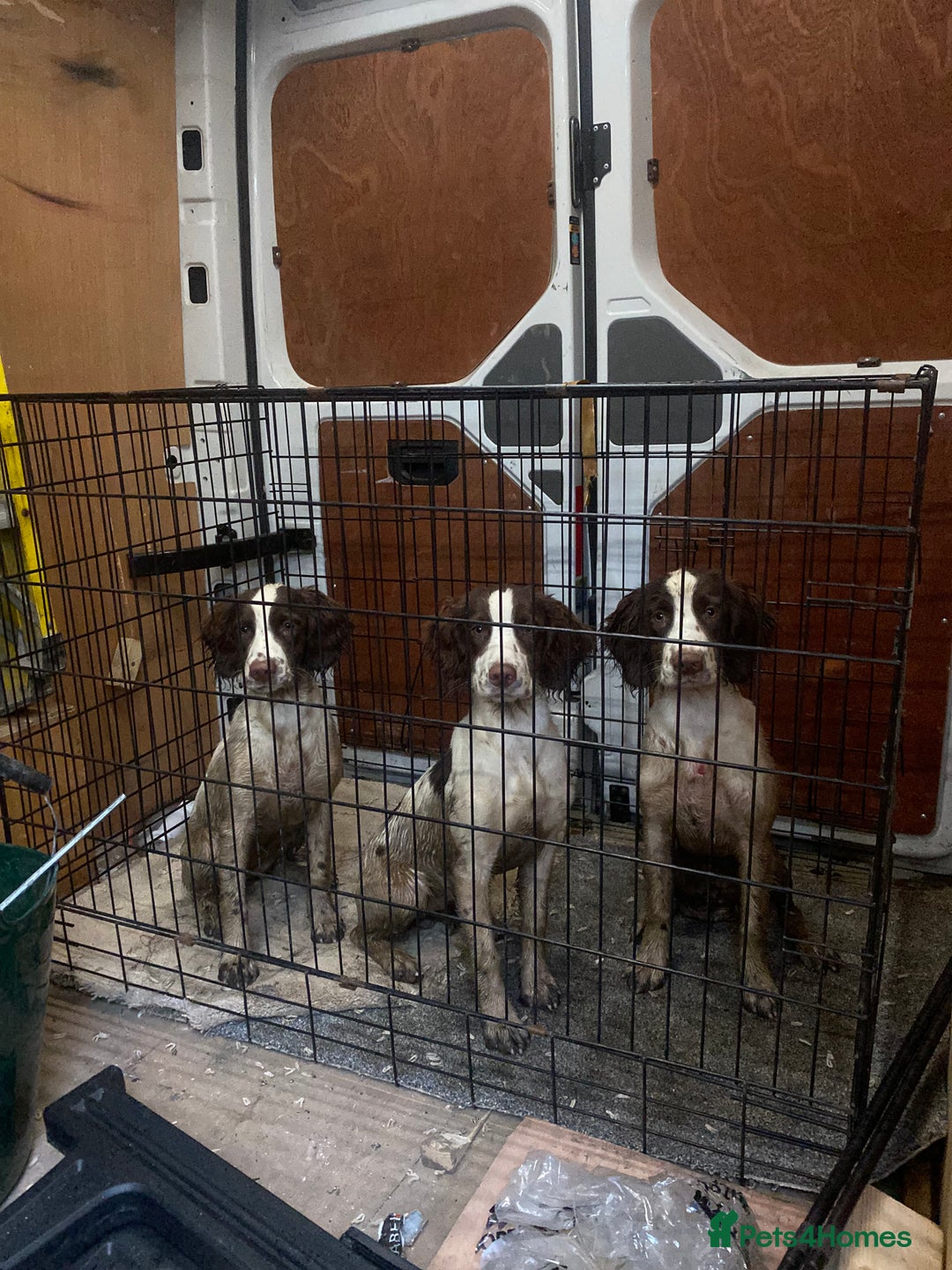 English Springer Spaniel dogs for sale: Exceptional Working Lines - Advert 5