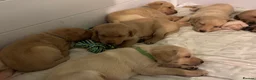 Labrador Retriever dogs for sale: Labradors - Advert 11