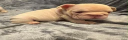 French Bulldog dogs for sale: 7 beautiful French bulldog puppies  - Advert 17