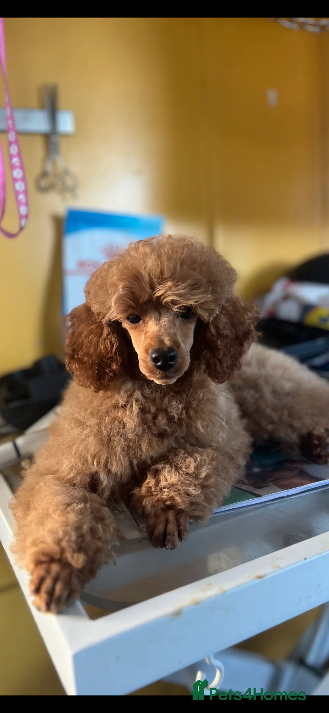 Toy Poodle dogs for sale: Kc reg toy poodles - Advert 1