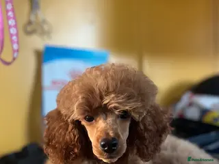 Toy Poodle dogs Kc reg toy poodles - Advert 2