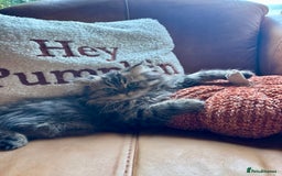 Persian cats for sale: Beautiful Pedigree Persians  - Image 1