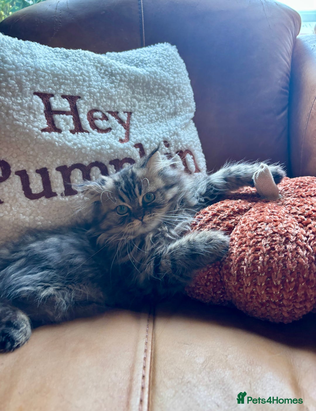 Persian cats for sale: Beautiful Pedigree Persians  - Image 1