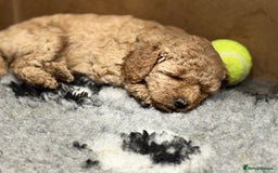 Miniature Poodle dogs for sale: Stunning Miniture Poodles - Image 28
