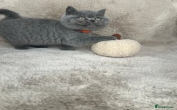 British Shorthair cats for sale: Beautiful Pure bred British shorthair kittens - Image 7