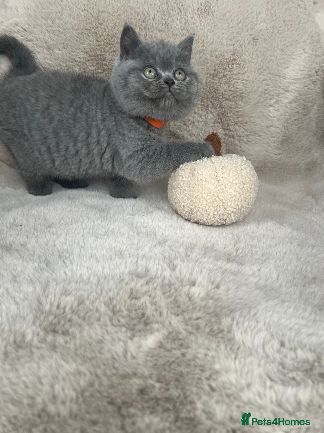 British Shorthair cats for sale: Beautiful Pure bred British shorthair kittens - Image 7
