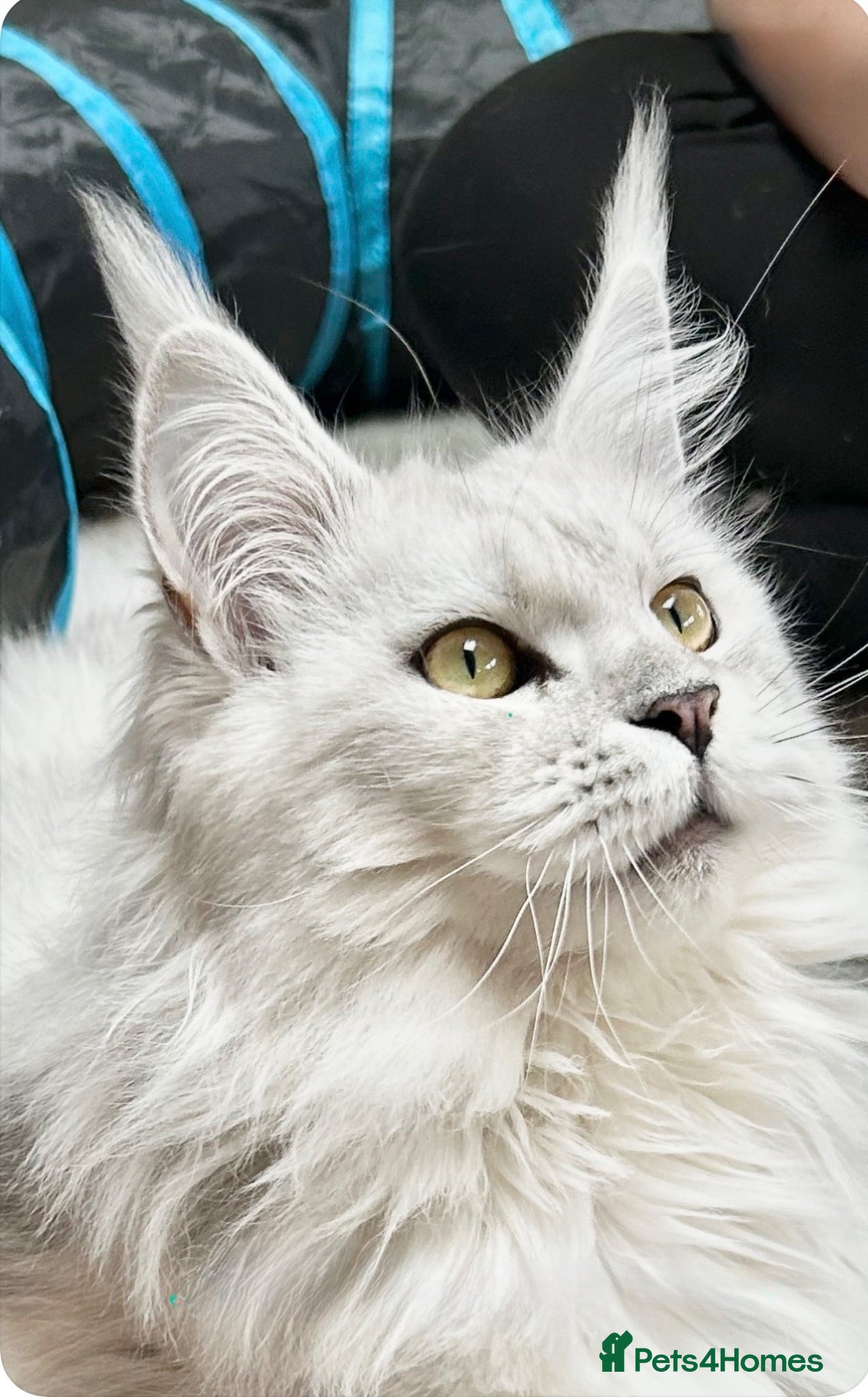 Maine Coon cats Very Beautiful shaded GCCF reg Maine coon kittens  - Advert 2