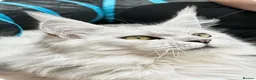 Maine Coon cats for sale: Very Beautiful shaded GCCF reg Maine coon kittens  - Advert 2