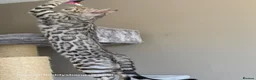 Bengal cats for sale: Bengal Brother & Sister  - Advert 4