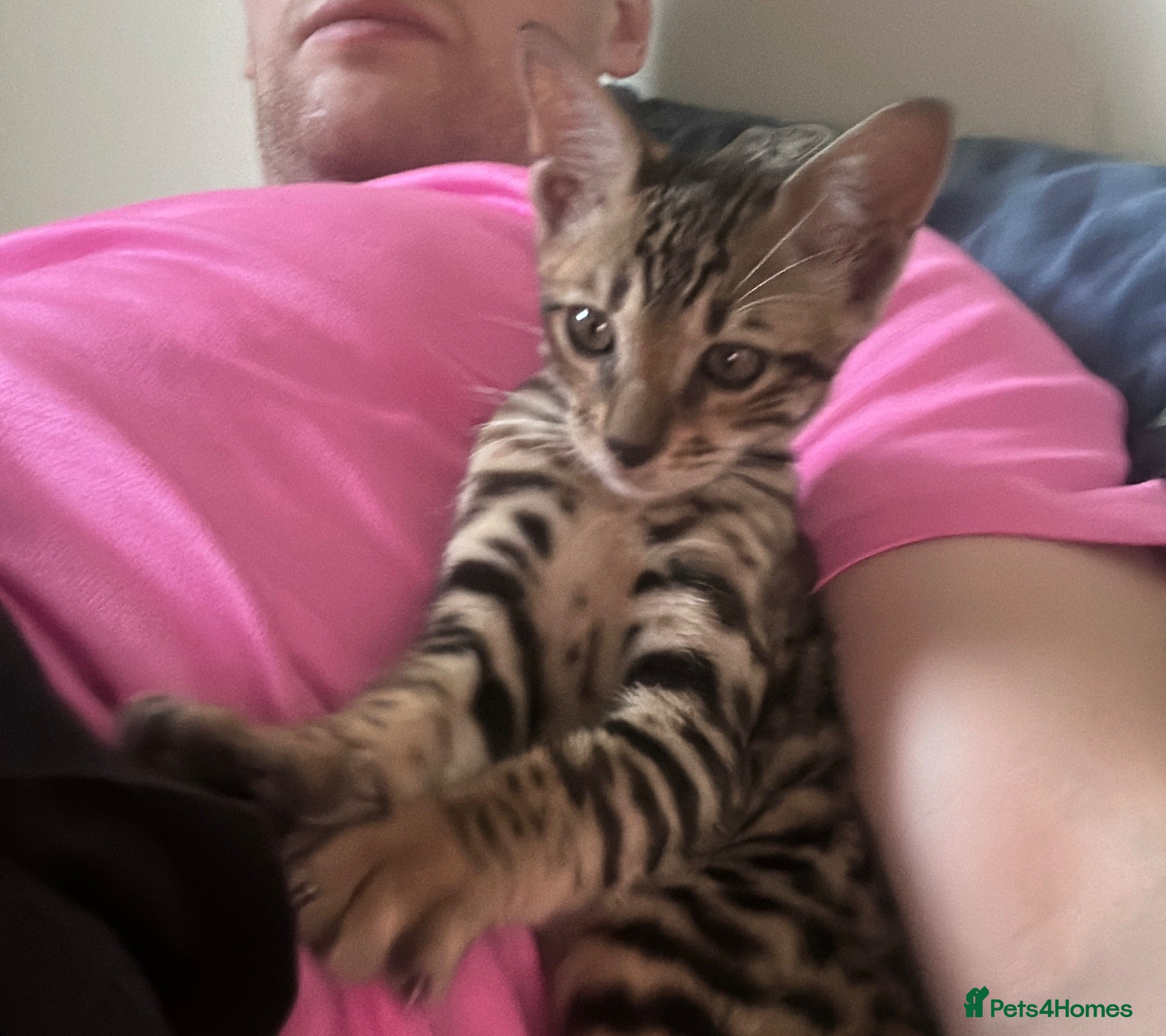 Bengal cats   Beautiful Rare Bengal dominant × Savannah Cross  - Advert 2