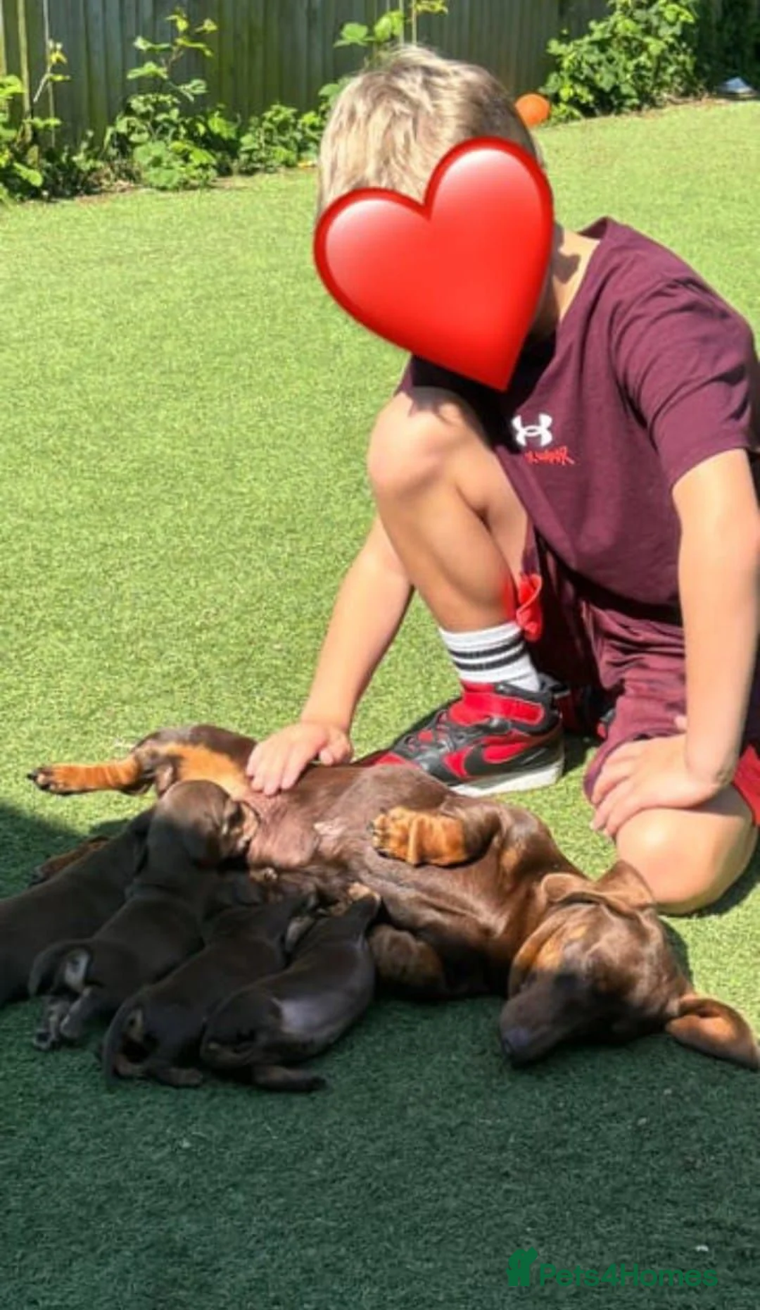 Miniature Dachshund dogs for sale: BEAUTIFUL MINIATURE DACHSHUND PUPPIES FOR SALE - Advert 2