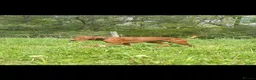 Hungarian Vizsla dogs for stud: KC Hungarian Vizsla for Stud - Advert 4