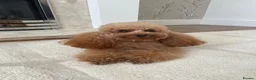 Toy Poodle dogs for sale: KC Toy Poodle - Advert 7
