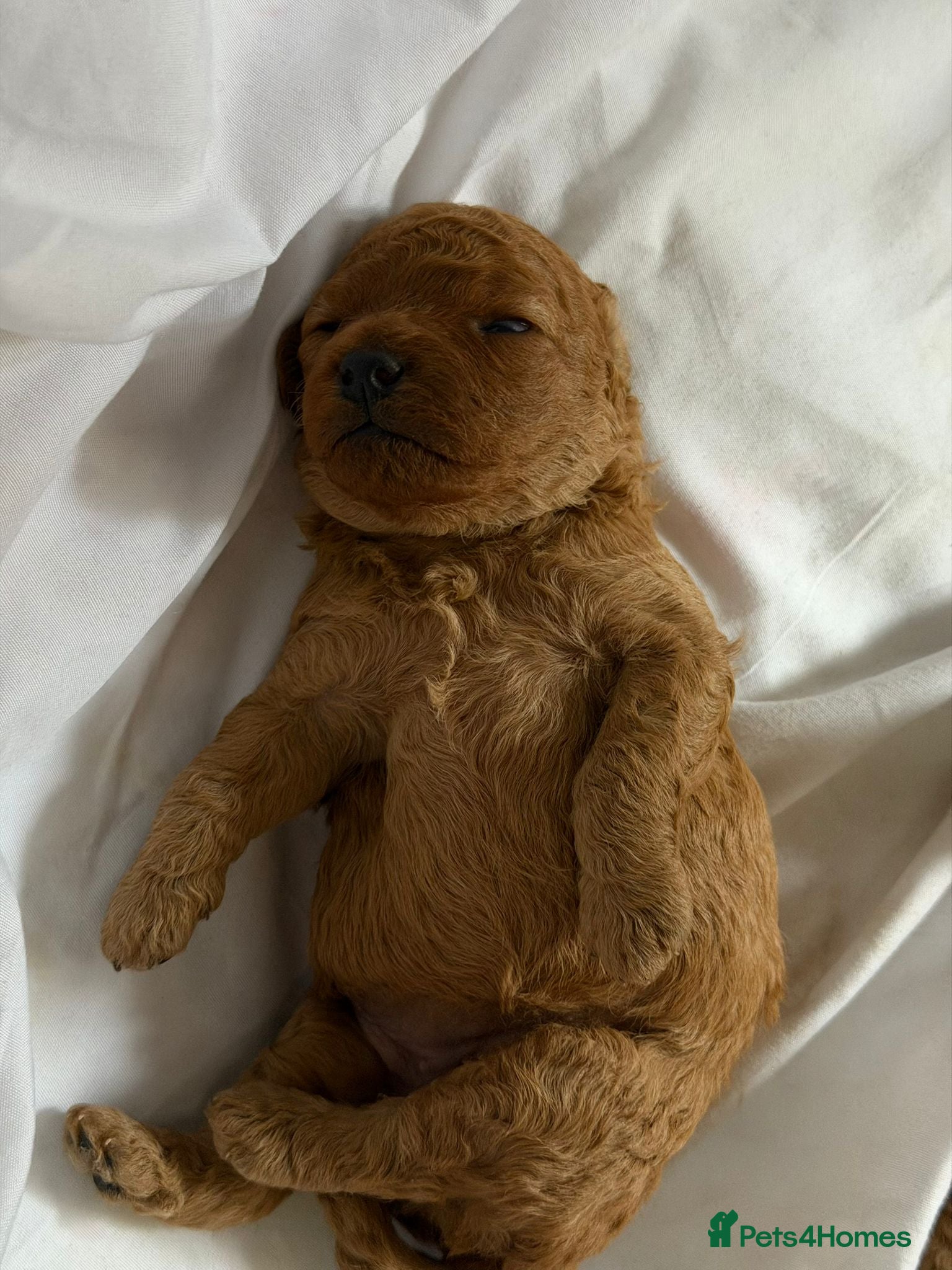 Miniature Poodle dogs for stud: Proven Pedigree Miniature Poodle Stud  - Advert 6