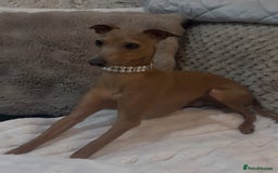 Italian Greyhound dogs for stud: MR MILO AT STUD ( HEALTH TESTED ) in Batley - Image 3