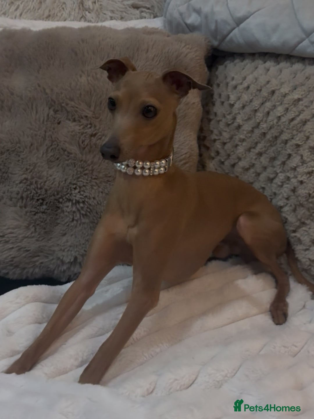 Italian Greyhound dogs for stud: MR MILO AT STUD ( HEALTH TESTED ) in Batley - Image 3