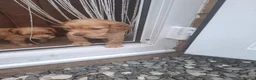 Cocker Spaniel dogs for sale: Cocker Spaniel puppies in Sutton-in-Ashfield - Advert 12