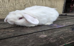 Mini Lop rabbits for sale: Show quality REW buck, 1 year old - Image 2