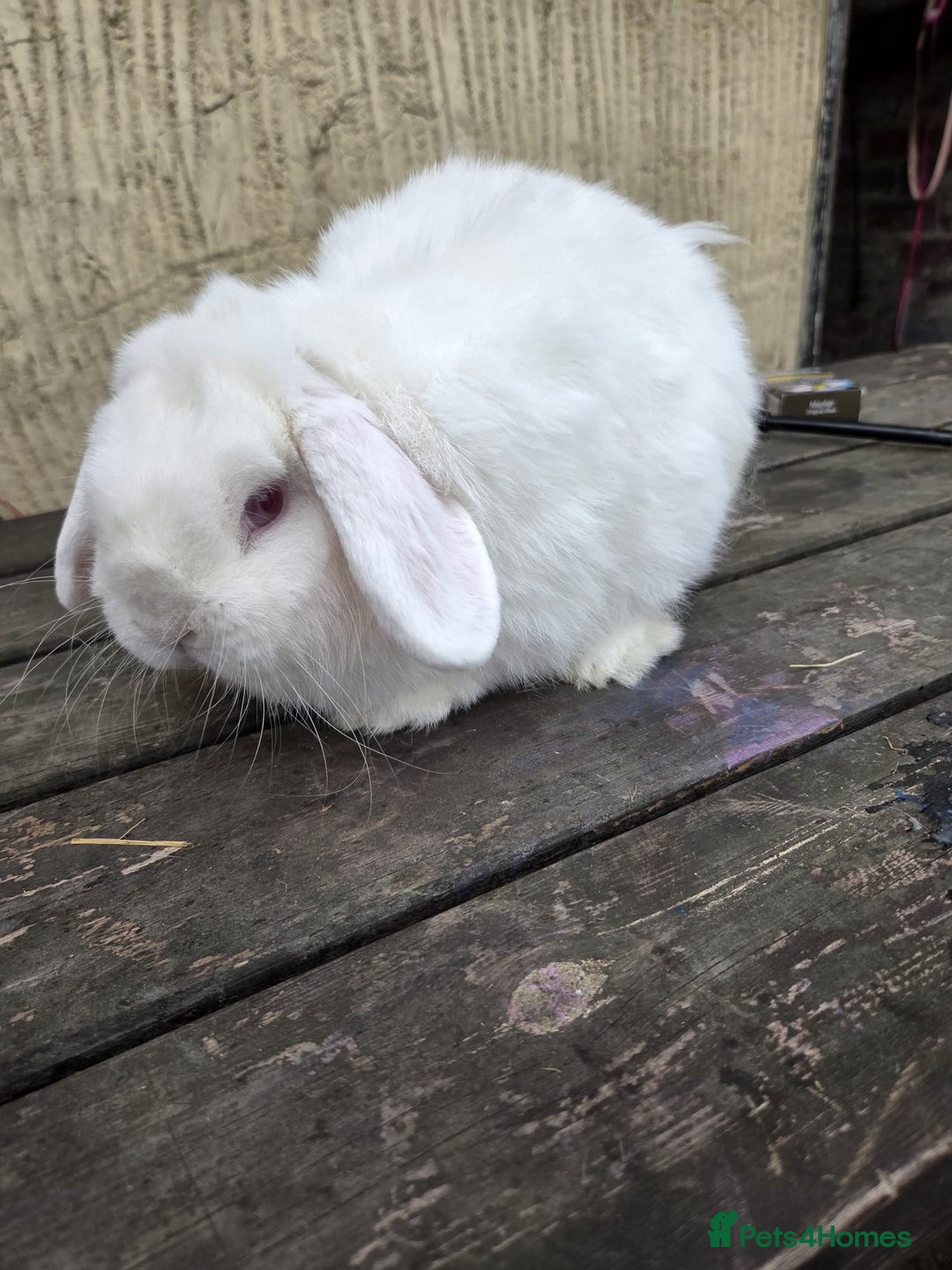 Mini Lop rabbits for sale: Show quality REW buck, 1 year old - Image 2