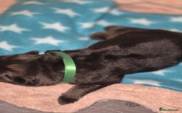 German Shepherd dogs for sale: German shepherd  - Advert 5