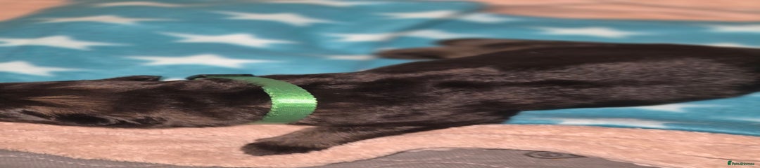 German Shepherd Puppy 2