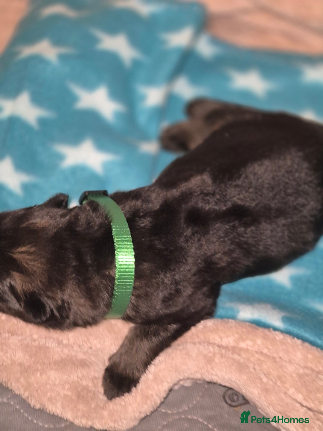 German Shepherd dogs for sale: German shepherd  - Advert 5