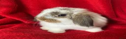 Mini Lop rabbits for sale: Gorgeous Pure Mini Lop Rabbits  - Advert 7