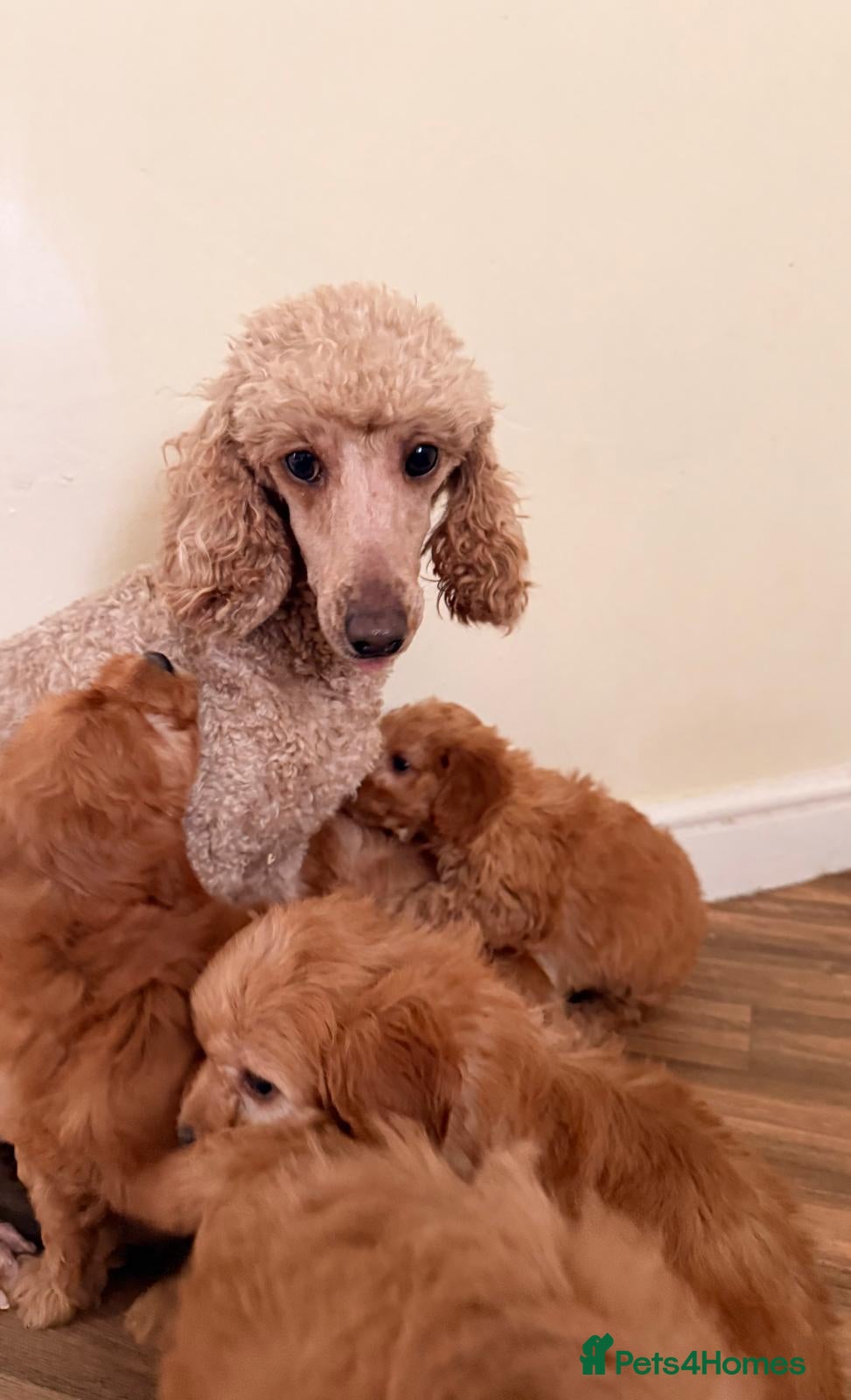 Cockapoo dogs Beautiful puppies ready to go  in Barnsley - Advert 1