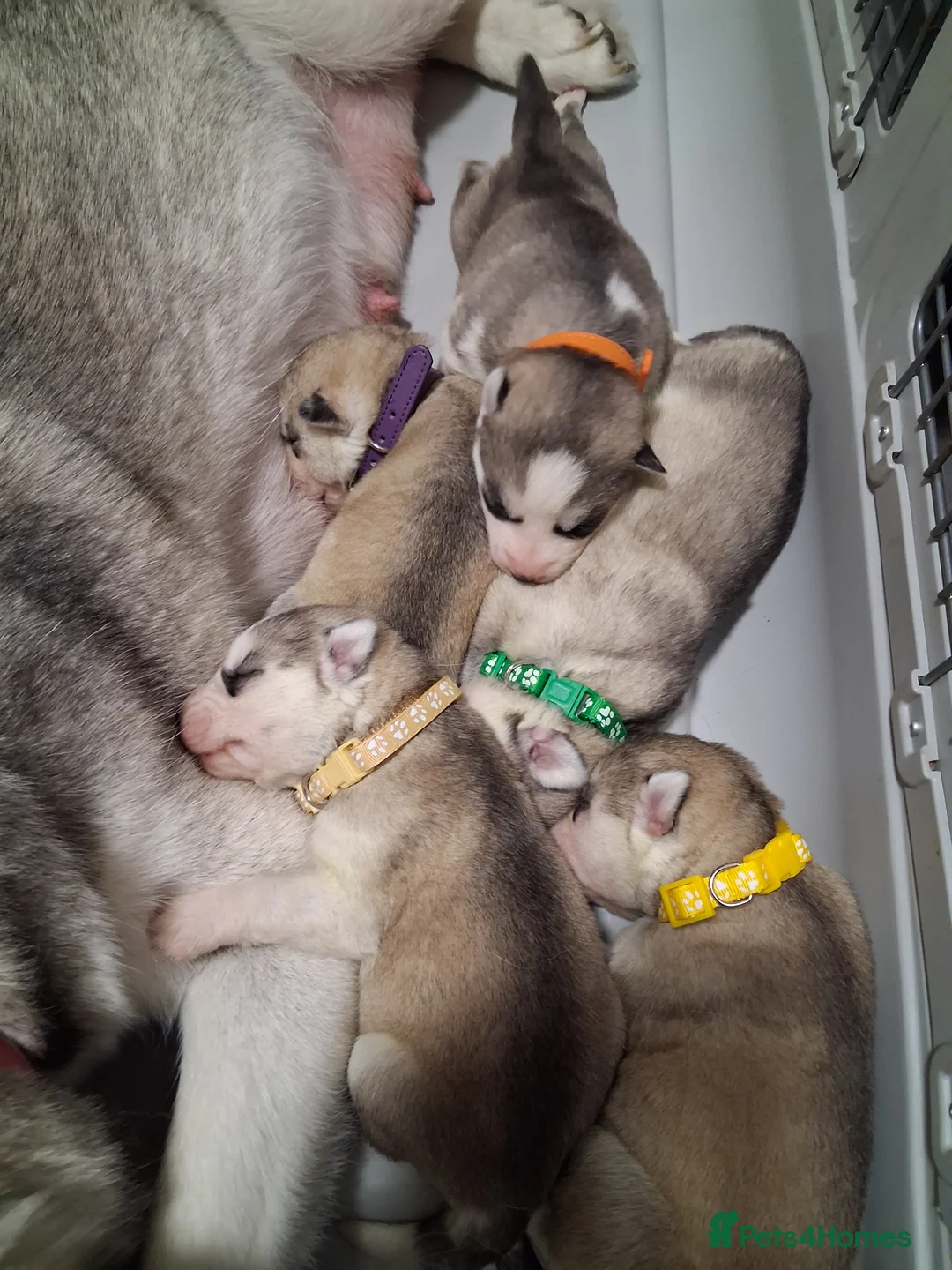 Gallery Image {{count}}